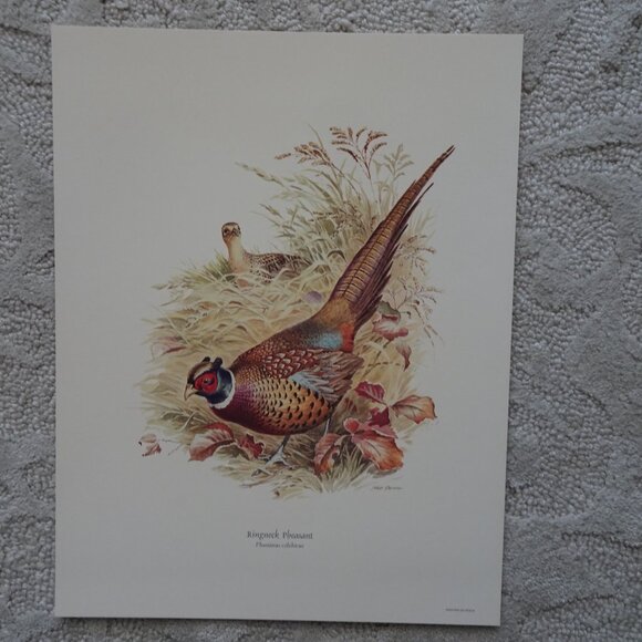 Field & Stream's Portfolio of Game Birds Painted by Ned Smith Limited Edition - Picture 7 of 16